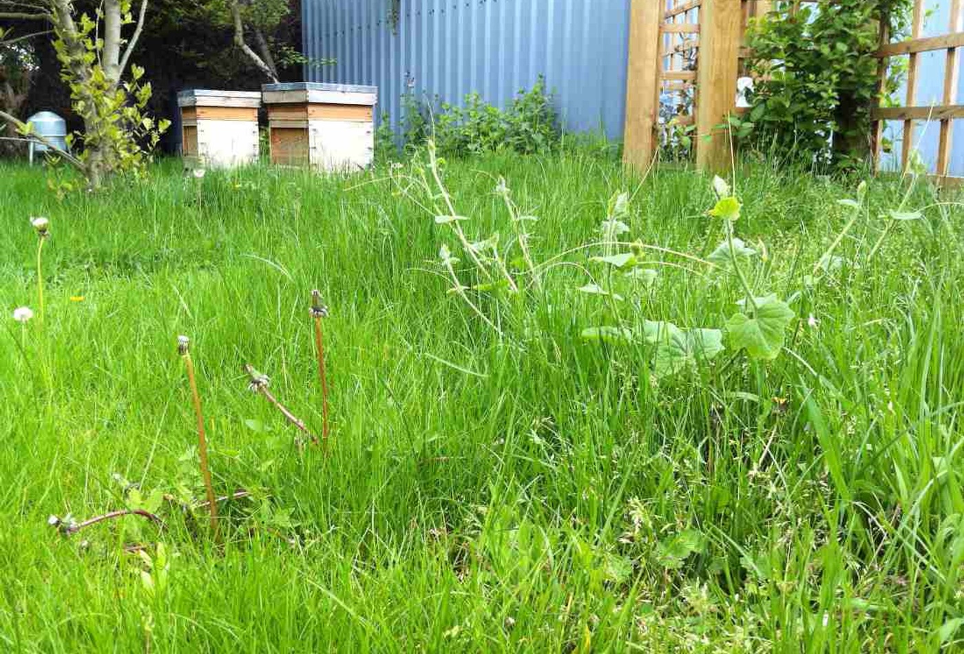 Before overgrown lawn